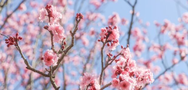 Branching Out